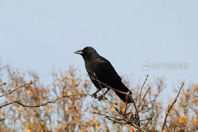美国黑乌鸦