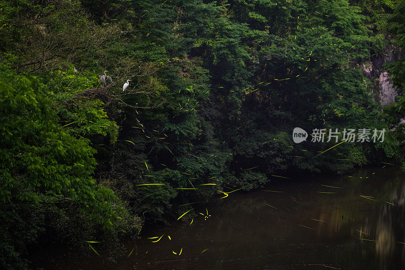 萤火虫在日本森林中发光，展示生物发光的自然奇观