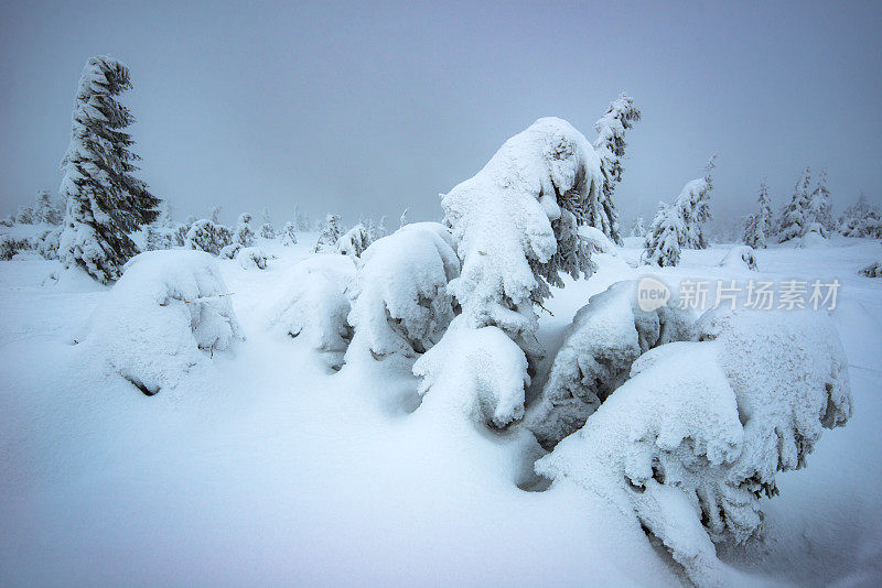 冷杉和松树上覆盖着厚厚的积雪