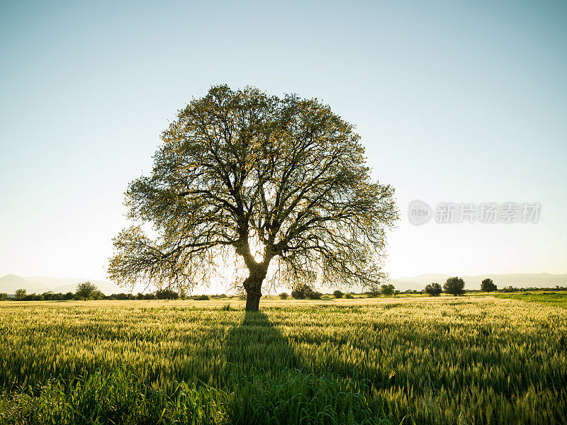 栽培麦田中的大橡树