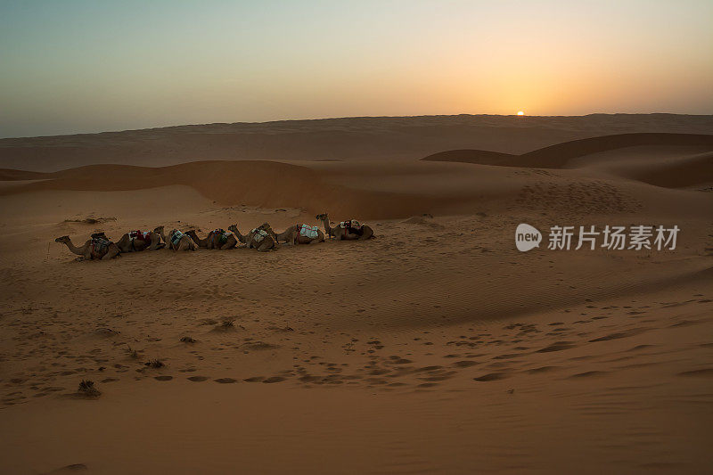 瓦希巴沙漠黎明时分的单峰驼和沙丘(阿曼)