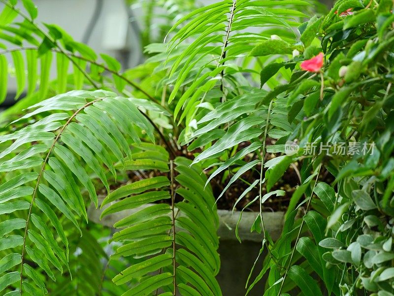 布什离开蕨类植物