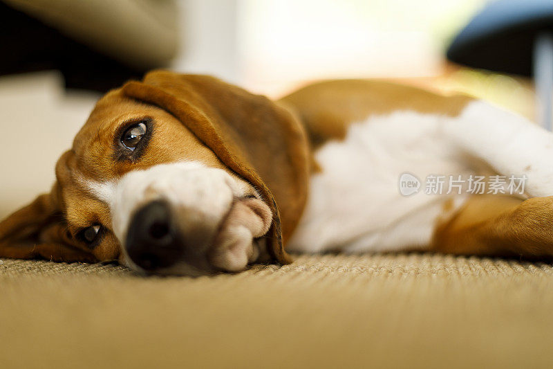 比格犬躺在地毯上