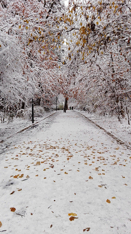 公园的小路两旁都覆盖着积雪