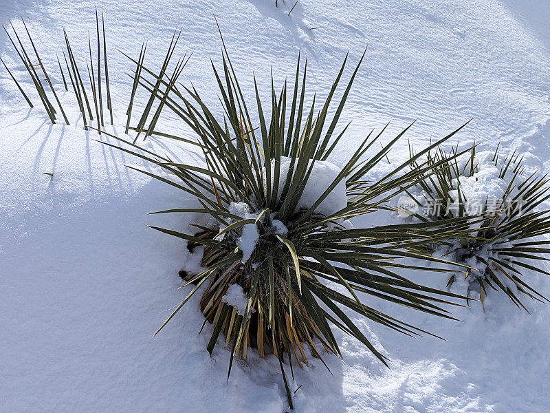 龙舌兰植物在深雪附近的红色岩石悬崖和沙丘沿着风景公路附近的棋盘Mesa在锡安国家公园犹他州