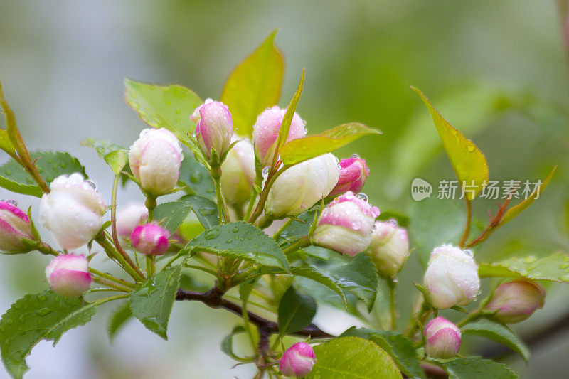 美丽的苹果树花