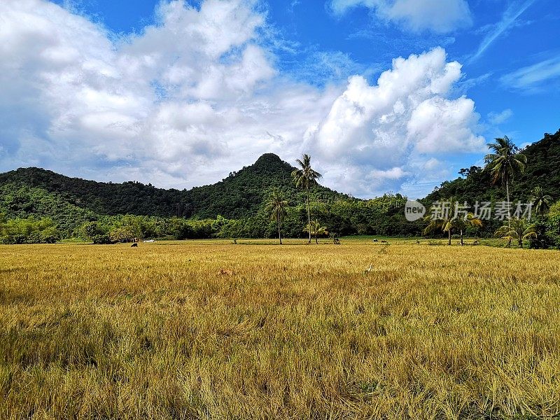 郁郁葱葱，热带环境在北巴拉望，菲律宾