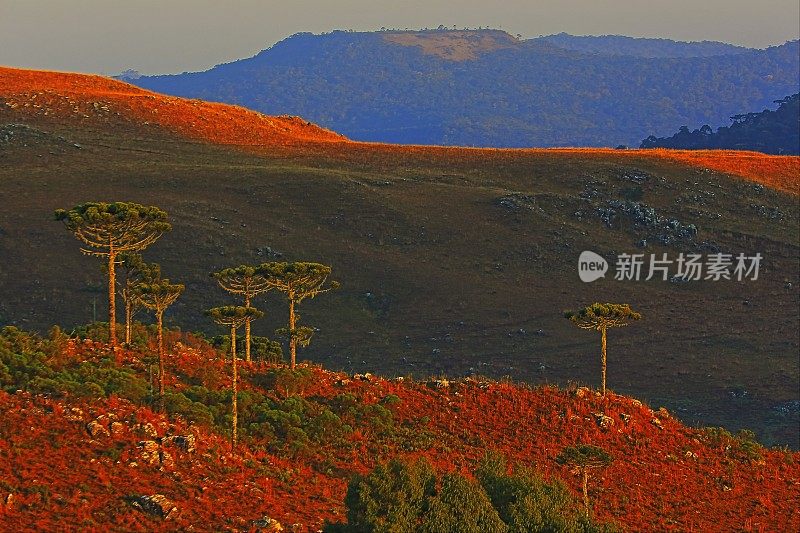 草地和阿劳卡里亚景观在日出附近的格兰多-巴西南部