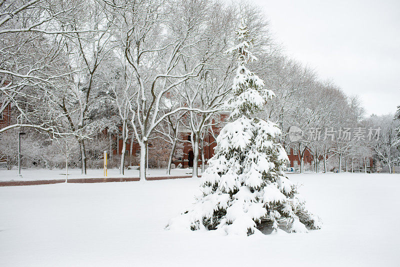雪花飘落在加拿大圭尔夫大学的校园