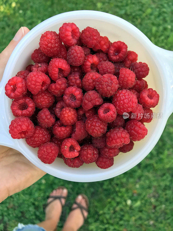 一个女人端着一碗从我的乡村花园摘来的新鲜多汁的覆盆子