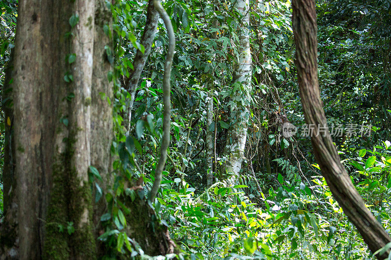 马来西亚:Kinabatangan