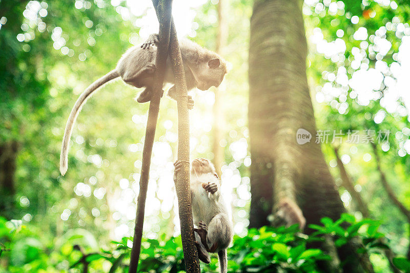 乌布圣猴森林里的猕猴