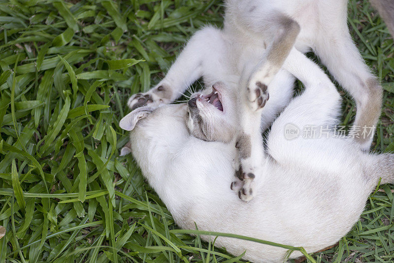 两只白色小猫张着嘴玩