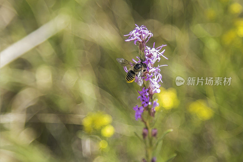 野花和蜜蜂在神的花园公园