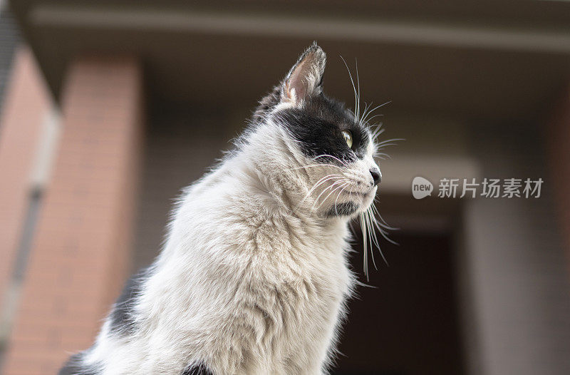 住宅区的黑猫和白猫