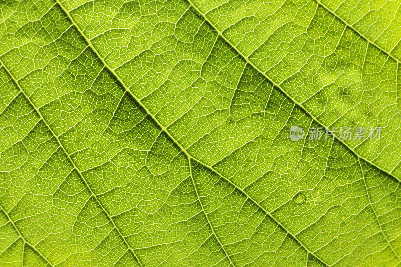结构绿色叶子纹理背景的特写