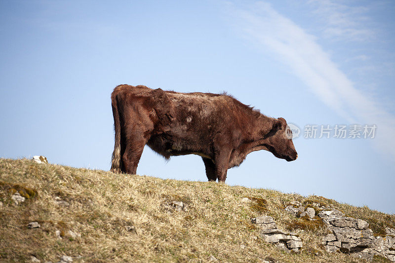 约克郡山坡上的奶牛