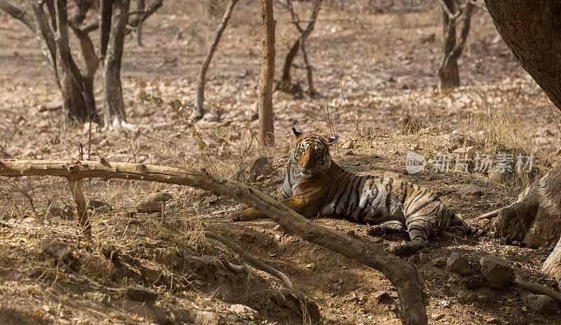 孟加拉虎，Ranthambore，印度。