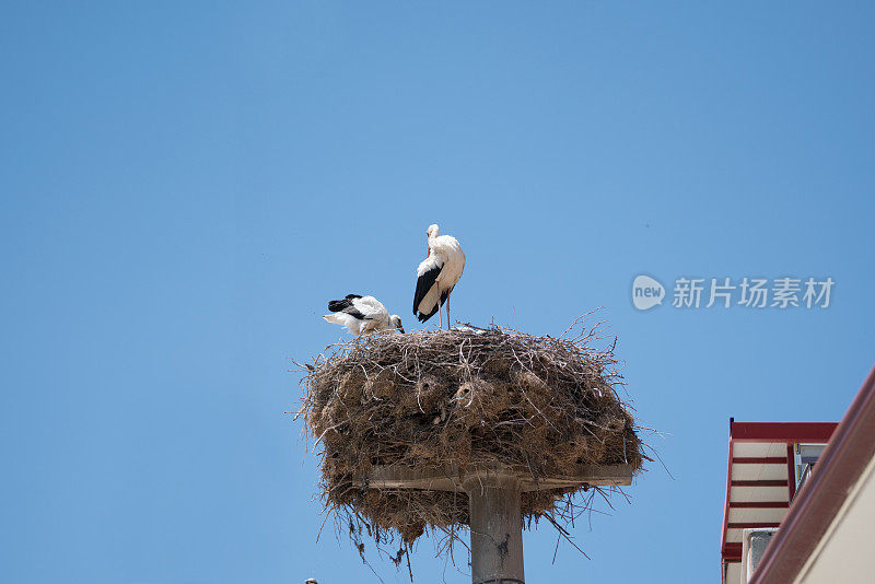 鹳和两只小鹳在湛蓝的天空上筑巢