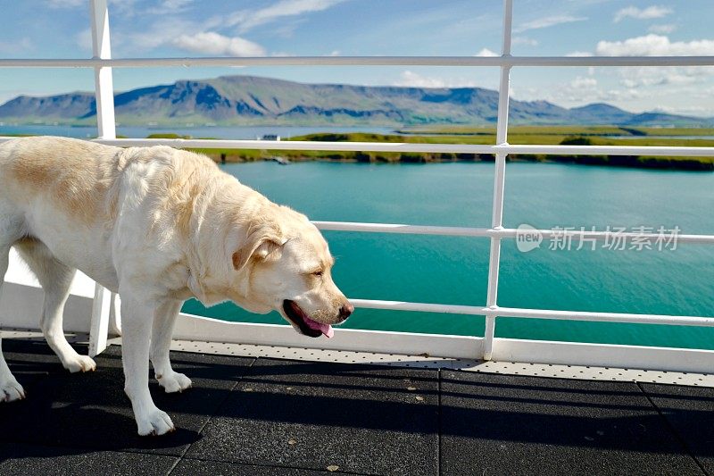 拉布拉多寻回犬