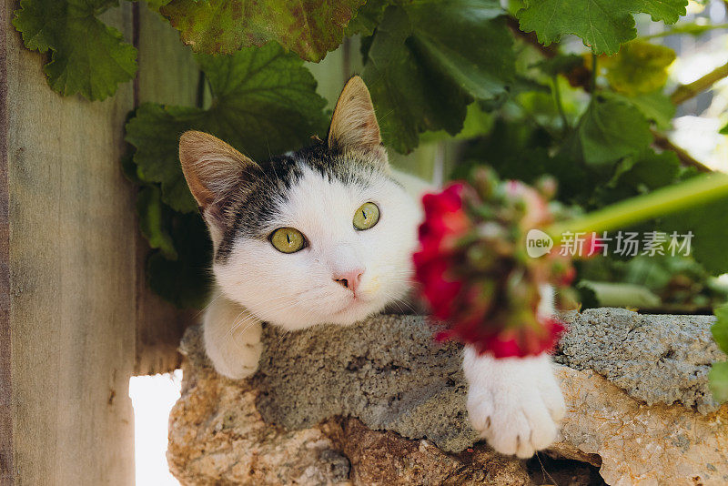 可爱的黄眼睛猫放松在绿色的开花花园