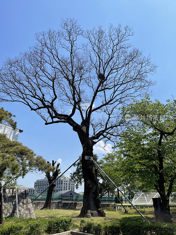 日本鳞毛蕨