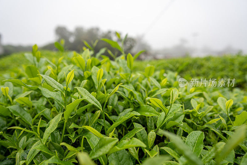 雨后茶园中的茶的特写