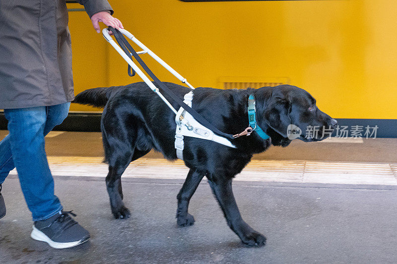 导盲犬领着盲人沿着铁路轨道行走