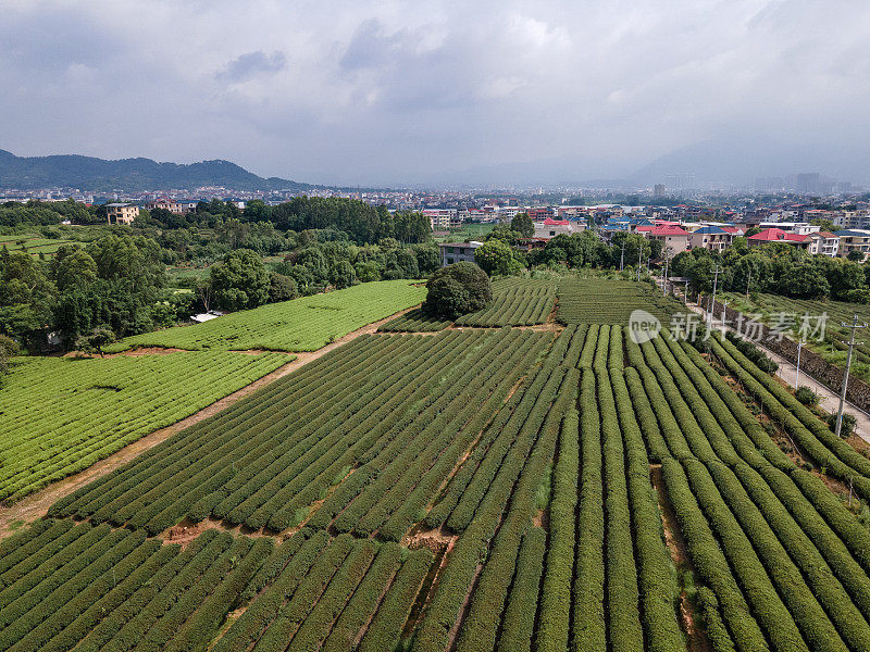 鸟瞰条纹绿茶园