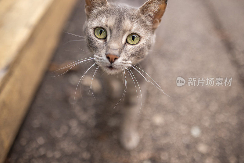 街上有一只绿色眼睛的灰色流浪猫