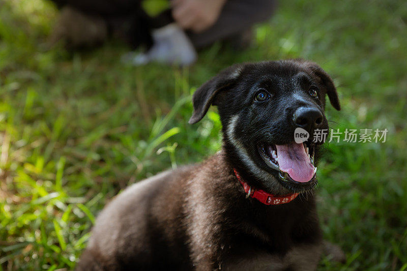 德国牧羊犬小狗伸出舌头