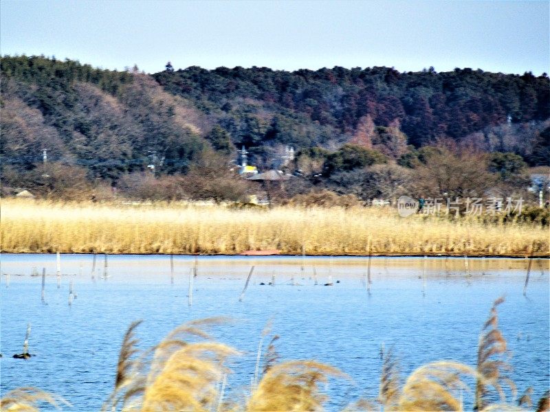 日本。2月。漂亮的晴天。在湖边。