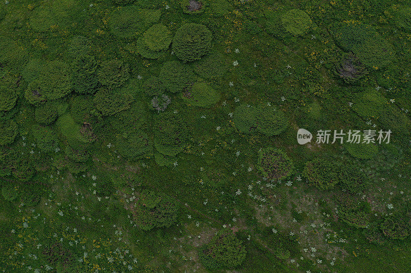 无人机在山上拍摄的普通杜松丛的抽象视图