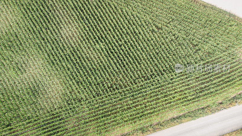玉米田俯视图，无人机拍摄