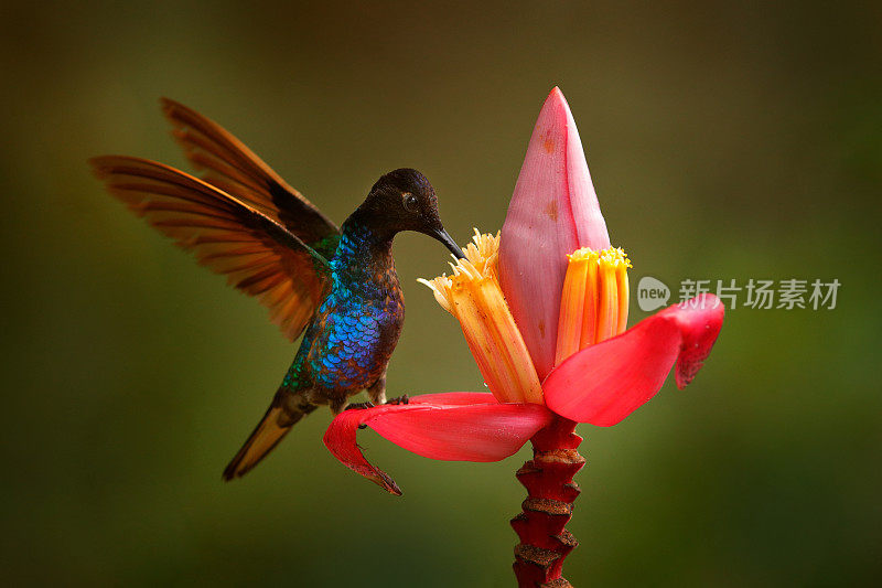 丝绒紫色的皇冠，博伊松诺瓦jardini，深蓝色和黑色的蜂鸟坐在红色的花朵在热带森林中开花。美丽的光泽和闪闪发光的鸟在自然栖息地，厄瓜多尔。