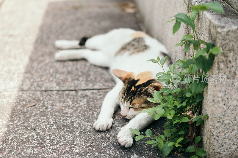 一只猫用可爱的姿势熟睡的图像