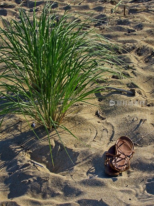 沙滩上的凉鞋由一簇沙滩草在梅岛的沙丘马萨诸塞州