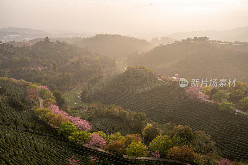 清晨山上的茶园