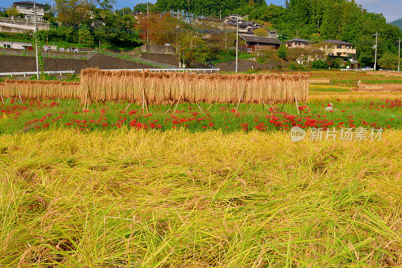 秋日的寺坂梯田，位于琦玉县秩父县