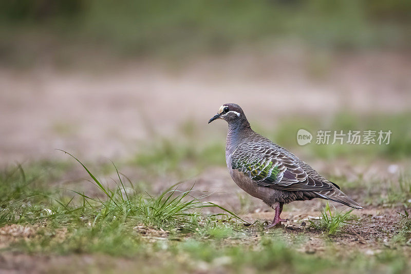 铜翅鸽