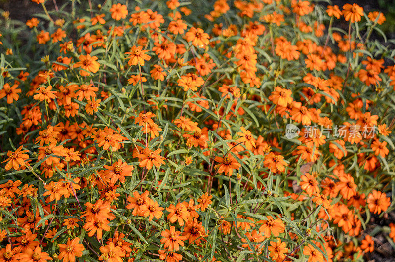 桔黄金菊:后花园夏末的花朵