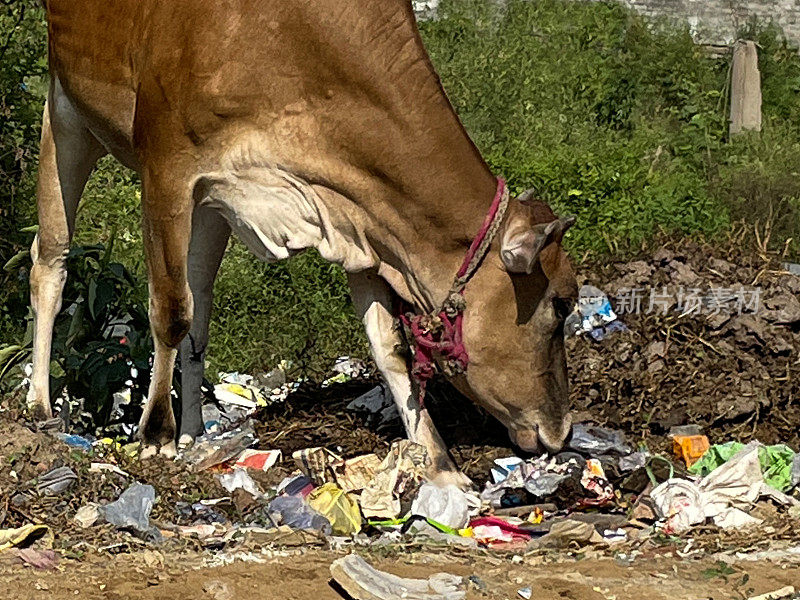 特写图像的印度野生圣牛在荒地上覆盖苍蝇倾倒垃圾，拾荒垃圾，侧面视图，重点在前景