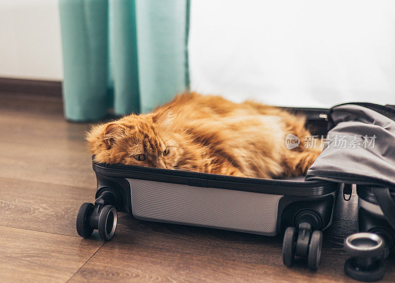 家红猫坐在旅行箱或包里，等待旅行。猫躺在行李里