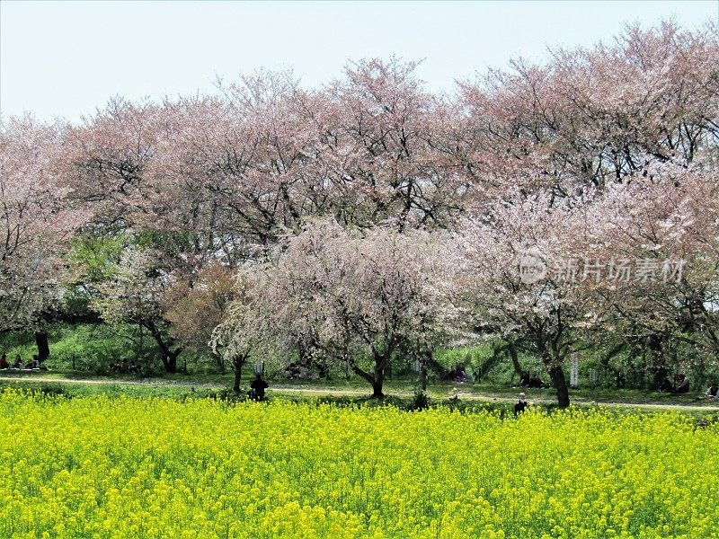 日本。四月初。油菜籽田和樱花盛开的樱花树。