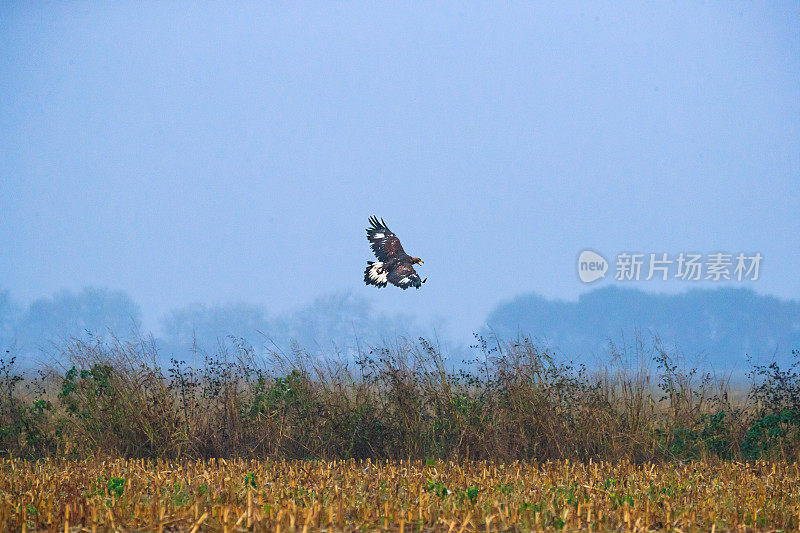 猎鹰者带着胡茬在田野上空翱翔，寻找猎物