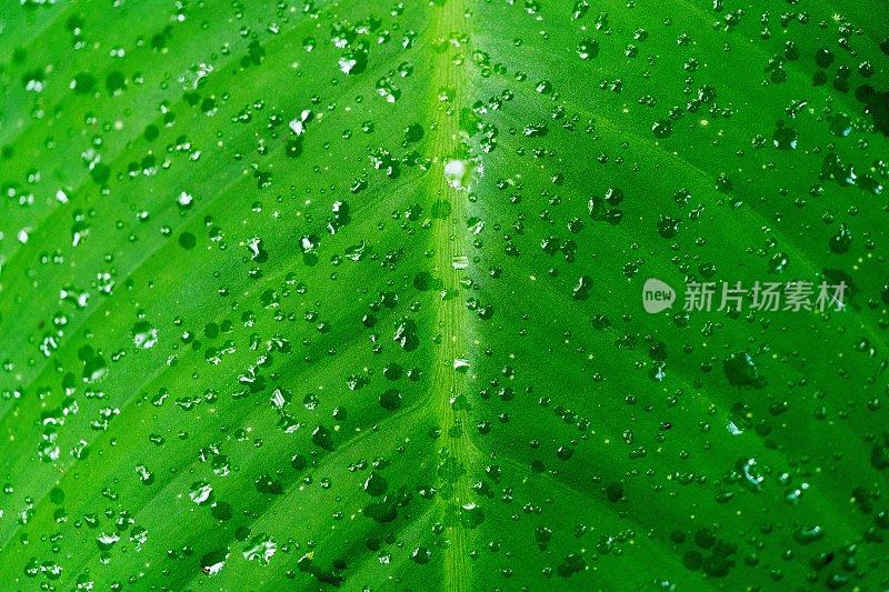 郁郁葱葱的绿色植物在热带丛林森林马来西亚槟城岛