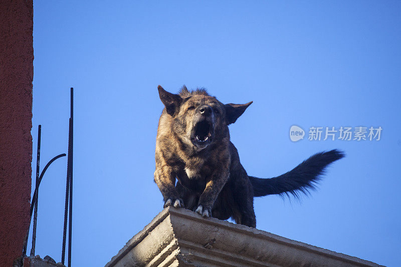 一条处于警戒状态的狗