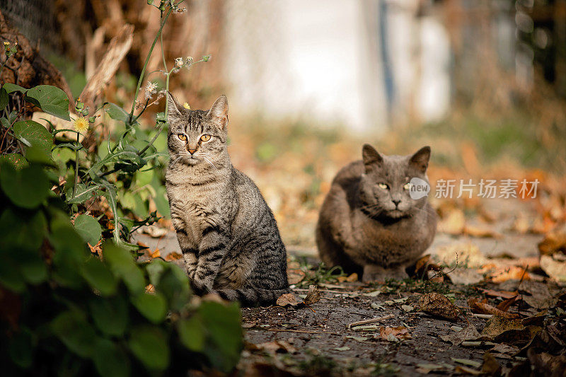 两只流浪猫在外面享受阳光