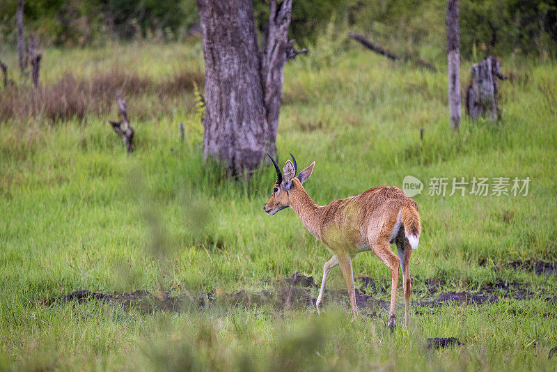 年轻的雄性红羚在郁郁葱葱的丛林中