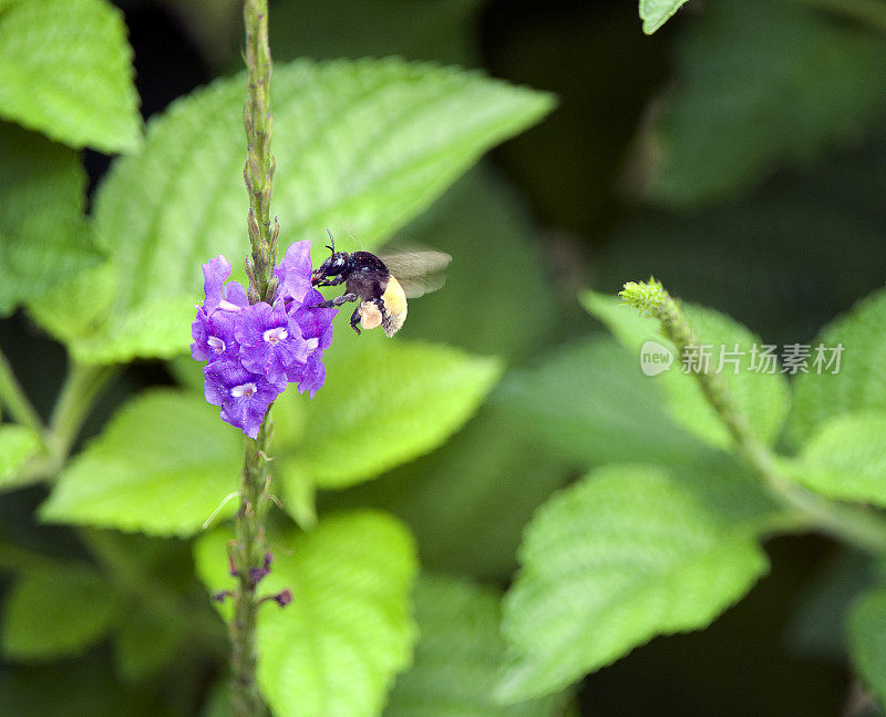 盘旋的大黄蜂满载花粉袋授粉野花，托里阿尔巴，哥斯达黎加